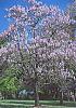 Corbu's Baum-paulownia.jpg